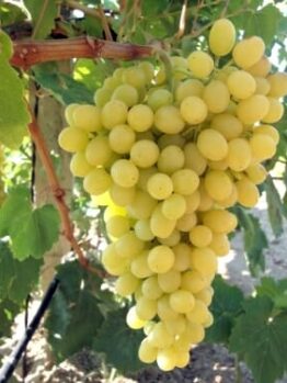 A cluster of Vitis 'Sultana' Table Grapes, ideal for eating or drying into sultanas, hangs from a vine with lush leaves in a sunlit vineyard.