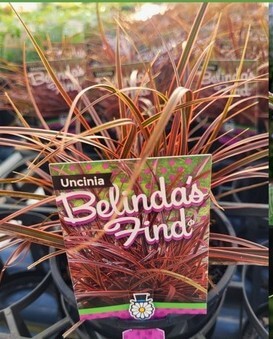Uncinia 'Belinda's Find' 15cm Pot features reddish-brown, grass-like leaves and is labelled "Belinda's Find," displayed among other similar ornamental grasses.