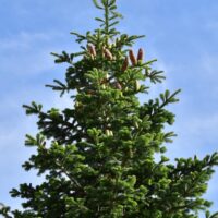 christmas trees evergreen conifer pine growing outdoors with cones abies caucasian fir nordmann fir