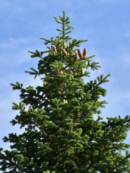 christmas trees evergreen conifer pine growing outdoors with cones abies caucasian fir nordmann fir