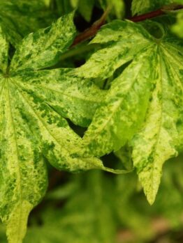 Detailed view of Acer 'Kumoi Nishiki' Japanese Maple leaves, boasting a marbled pattern with jagged edges and textured surface, available in a 13" pot.
