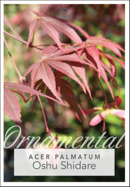 Close-up of red, serrated leaves of Acer 'Oshu Shidare' Japanese Maple (Standard) in a 13" pot, with "Ornamental Acer 'Oshu Shidare' Japanese Maple" overlaid on the image.
