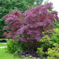 An Acer 'Golden Full Moon Maple' in a Standard 16'' Pot adds vibrant deep red-purple foliage, standing out among green shrubs and flowering plants in the garden.