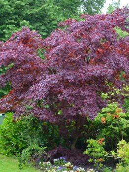 An Acer 'Golden Full Moon Maple' in a Standard 16'' Pot adds vibrant deep red-purple foliage, standing out among green shrubs and flowering plants in the garden.
