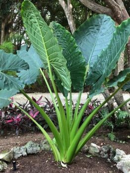 Tropical plant with large, fan-shaped green leaves in a garden setting with foliage in the background. Alocasia Giant Taro Giant Elephant Ears