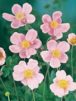 Anemone 'Single Pink' Windflower 6" Pot showcases its pink blossoms with yellow centers blooming beautifully against a lush green leafy background.