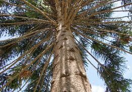 An upward view of the Araucaria 'Bunya Pine' 100L (Eco Grade) reveals its textured trunk and numerous branches reaching out against a vivid blue sky.