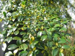 A close-up of Azara 'Vanilla Tree' in a 12" pot, showing small glossy green leaves and tiny yellow buds in natural light.