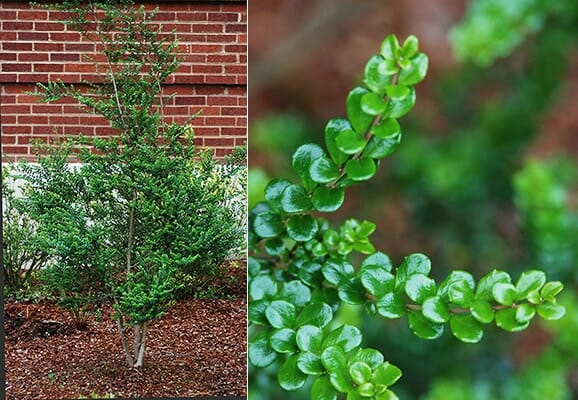 Azara 'Vanilla Tree' 12" Pot: A compact evergreen shrub with glossy green leaves, ideal for mulch beds near brick walls. Close-up images highlight its textured foliage and branching pattern.