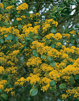An Azara 'Vanilla Tree' 12" Pot branch displays clusters of small yellow flowers and green leaves against a blurred background.