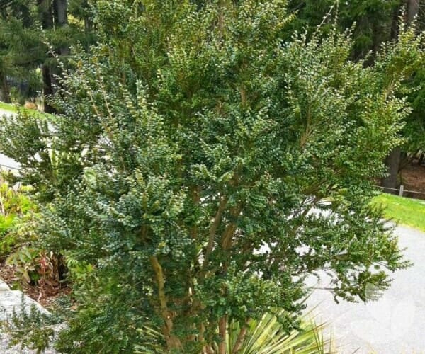 An Azara 'Vanilla Tree' in a 12" pot displays dense green foliage with small oval leaves, growing outdoors near a path and trees.