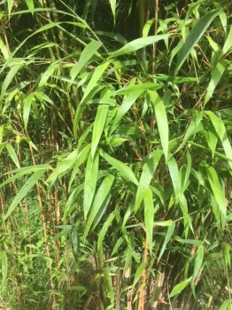 Bambusa 'Taiwan Jade' Bamboo in an 8" pot features tall, green stalks and long, slender leaves, perfect for patios or gardens and thrives outdoors in natural sunlight.