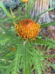 Close-up of Banksia formosa 'Showy Dryandra' in a 6'' pot, featuring an orange-brown center and spiky green leaves radiating outward.