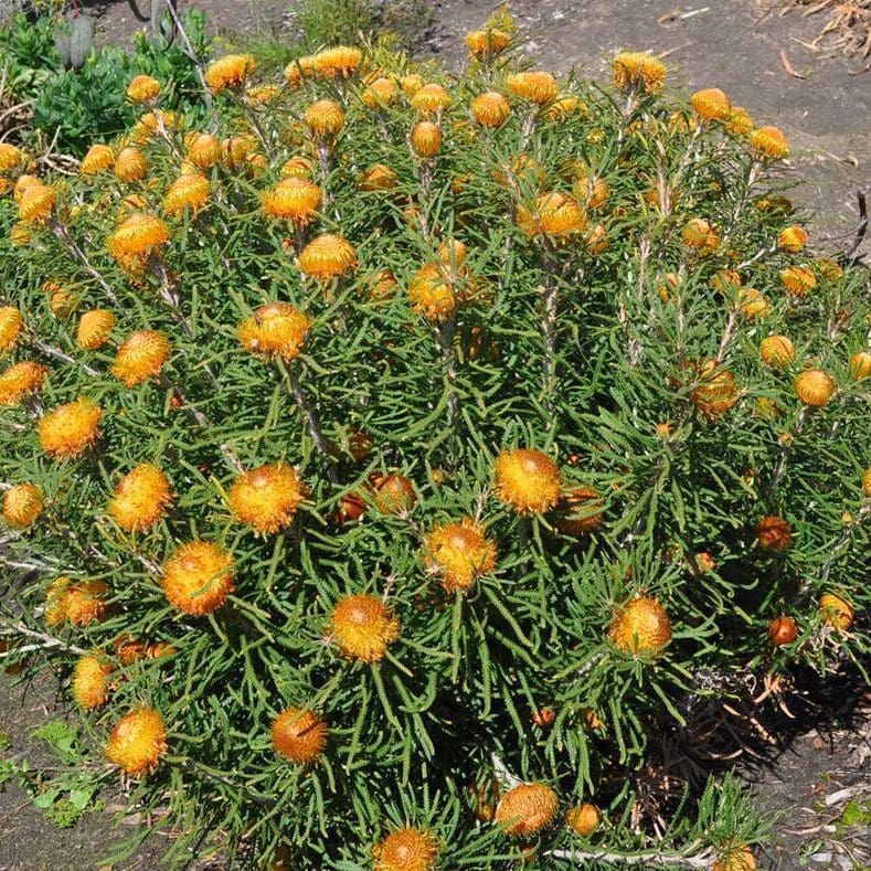 Banksia formosa 'Showy Dryandra' 6'' Pot has yellow-orange, round blooms and long green leaves, ideal for outdoor planting in a 6'' pot.