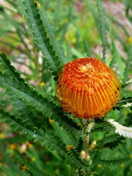 A close-up of an orange Leucospermum flower with spiky green leaves, set against a blurred foliage background, reminiscent of the vibrant Banksia formosa 'Showy Dryandra' in a 6'' pot.