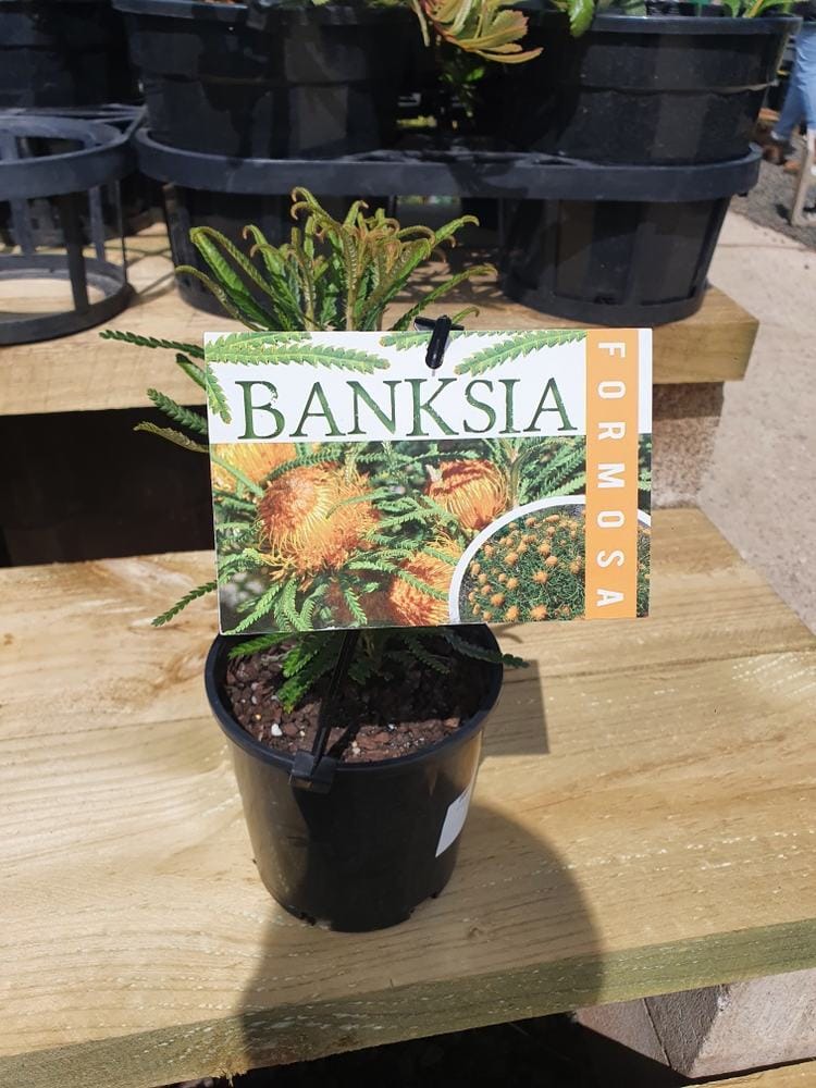 A Banksia formosa 'Showy Dryandra' 6'' Pot sits on a wooden table, its label showing the plant’s striking flowers.