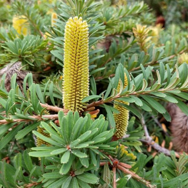 Close-up of a Banksia 'Mini Marg' in an 8" pot, featuring a tall yellow flower spike rising from dense green foliage, ideal for any garden.