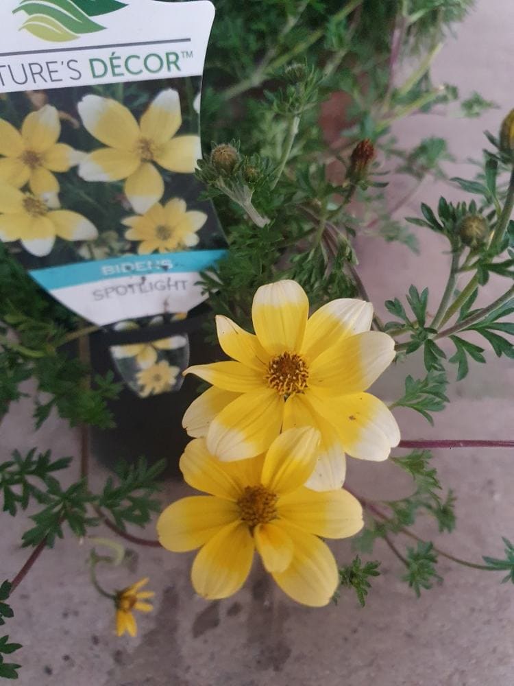 Bidens 'Goldilocks' 6" Pot - Image 2