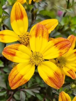 Bidens 'Bees Alive' 6" Pot showcases vibrant yellow flowers with orange-tipped petals against lush green leaves.
