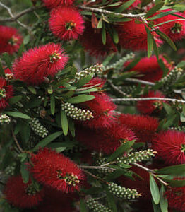 The Callistemon 'Summer Days™' Bottle Brush 6" Pot showcases vibrant red, bottlebrush-shaped flowers and lush green leaves, embodying the essence of warm summer days.