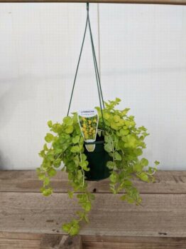 The Lysimachia 'Creeping Jenny' Medium 7" hanging basket displays small, round green leaves elegantly arranged on a wooden surface.