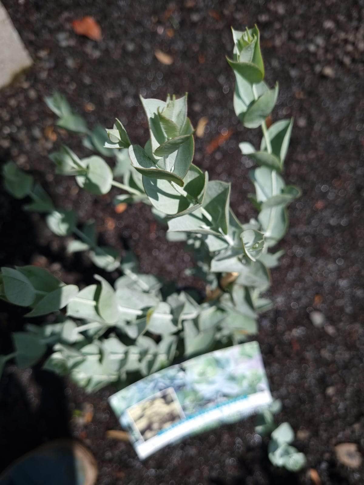 EUCALYPTUS