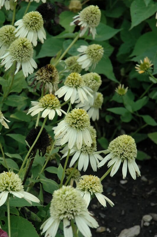Echinacea 'Double Scoop™ Lemon Cream' Coneflower, in a 6'' pot, displays pale lemon cream blooms with spiky light green centers and drooping petals, set against lush green garden foliage.
