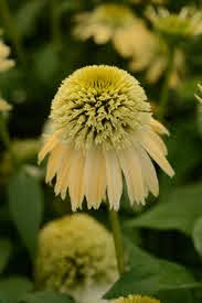 The Echinacea 'Double Scoop™ Lemon Cream' Coneflower features pale yellow petals and a spiky center, ideal for growing in a 6'' pot. Lush green foliage and similar blooms provide a vibrant garden display.