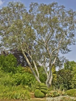 Eucalyptus pauciflora Snow Gum large advanced tree growing in australia