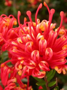 A close-up of the vibrant red and orange Grevillea 'Knockout' PBR displays its distinctive spiky, curled petals surrounded by green leaves in an 8" pot.
