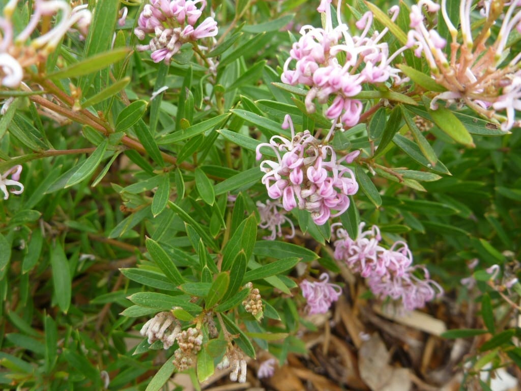 Grevillea 'Pink Midget' PBR in a 6" pot, a compact green shrub with slender leaves and clusters of small curly pink and white flowers. Some dried blooms and brown mulch are visible at the base.