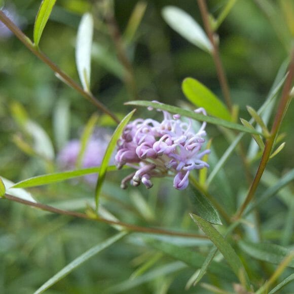 Close-up of Grevillea 'Pink Midget' PBR in a 6" pot, featuring small light purple flowers amid slender green leaves and stems, with a softly blurred background.