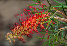 A close-up of the Grevillea 'RSL Spirit of Anzac' flower in a 6" pot, showing its red and yellow thin, curved petals and green leaves against a blurred background.
