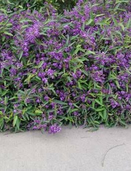 The Hardenbergia 'Mini Ha Ha' PBR, grows as a dense shrub with clusters of small purple flowers and green leaves, perfect for a 6" pot along a concrete path.