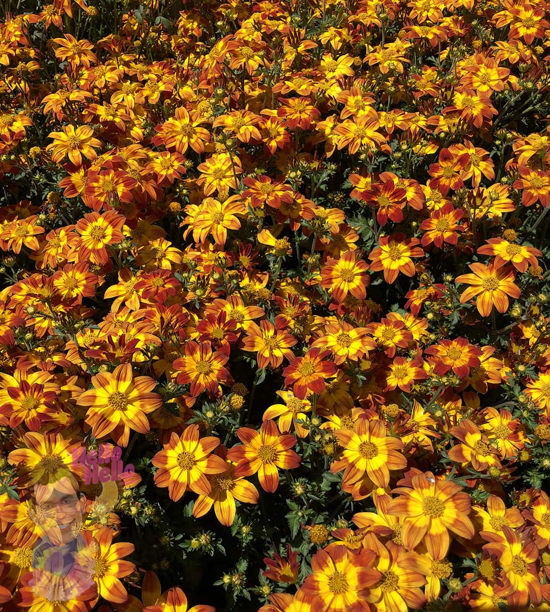 Bidens 'Be Happy Red' 6" Pot - Image 3