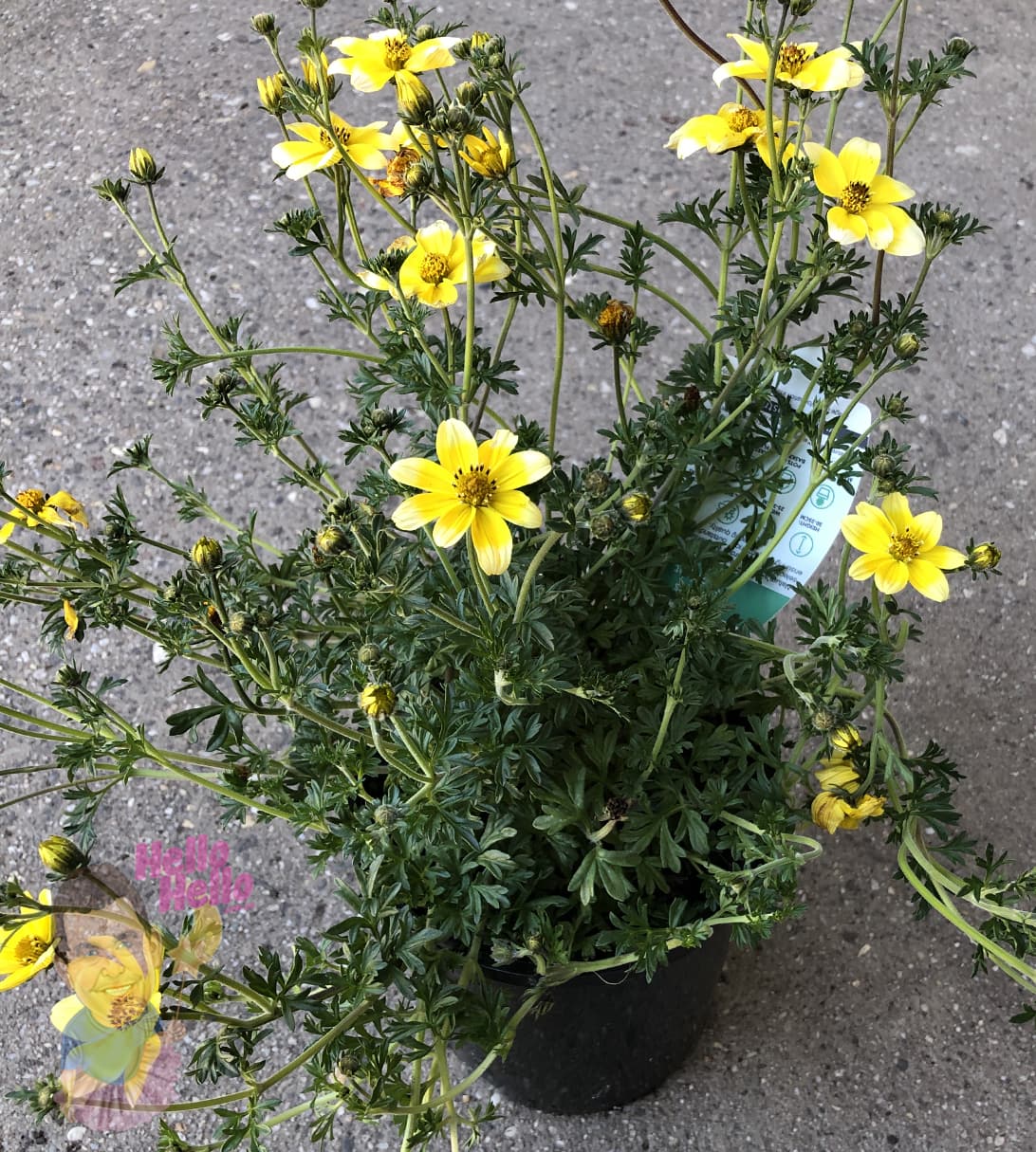 Bidens 'Yellow' 6" Pot - Image 2