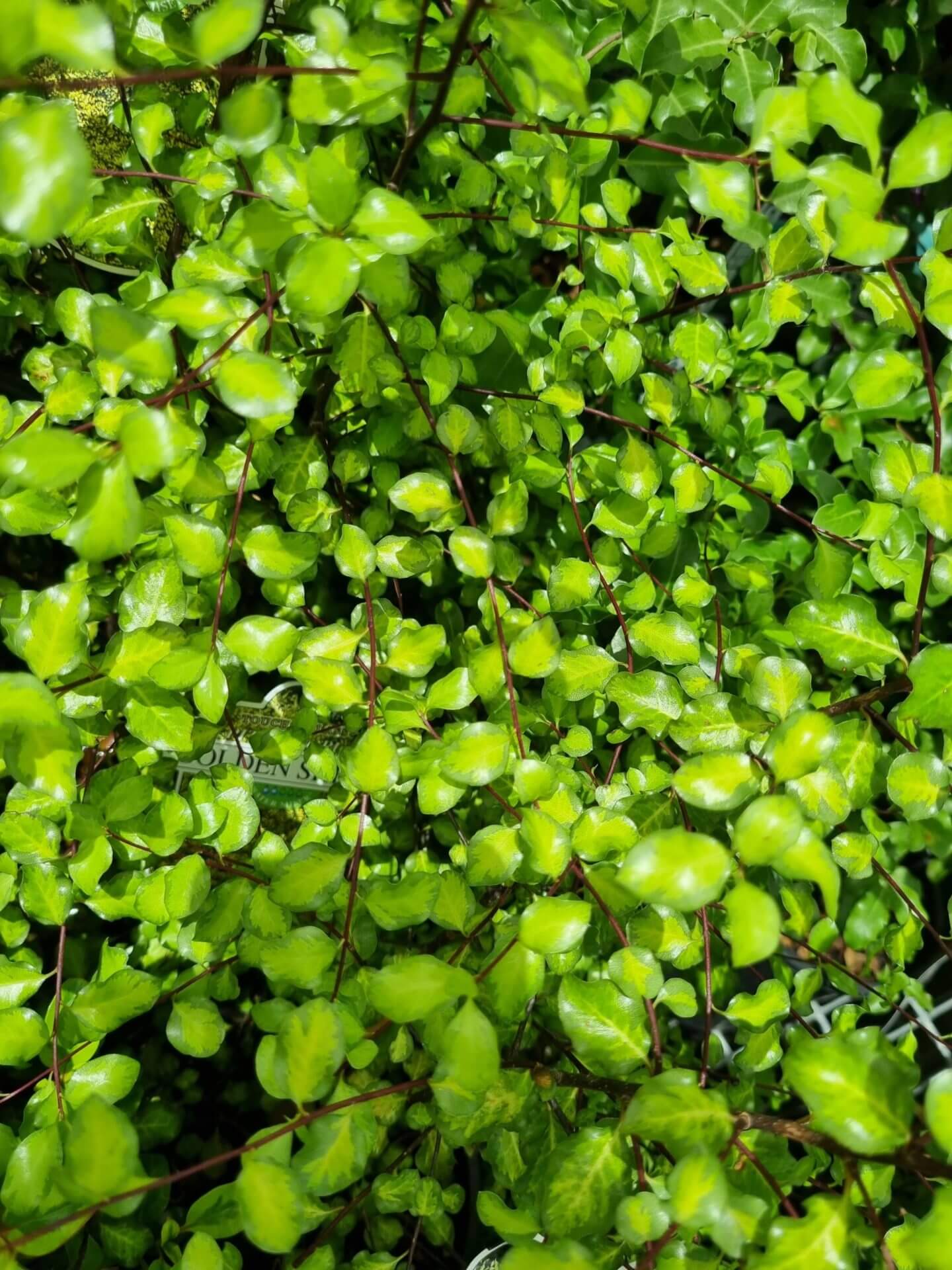 Lush green leaves and reddish-brown stems fill the frame in natural sunlight—classic features of Pittosporum 'Golden Sheen'.