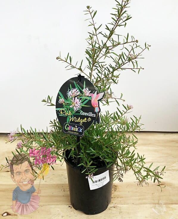 Grevillea 'Pink Midget' PBR 6" Pot - Image 2