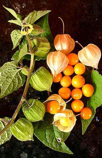 A Physalis 'Inca Berry' 6" Pot, featuring green leaves and small round orange berries partly enclosed in papery husks, is displayed on a dark surface.