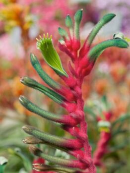 Close-up of an Anigozanthos 'Bush Dance' Kangaroo Paw plant, featuring vibrant red and green tubular flowers against a blurred background.
