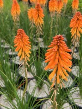 Several vibrant Kniphofia 'Poco™ Orange' flowers bloom in black pots, their tall green leaves creating striking garden displays against a backdrop of blurred foliage.