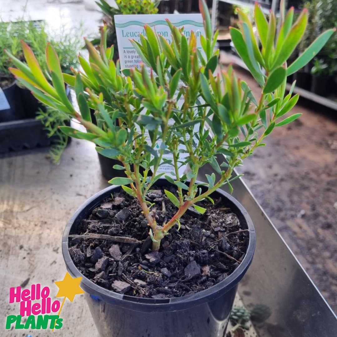 Leucadendron 'Yellow Devil' 6" Pot - Image 3