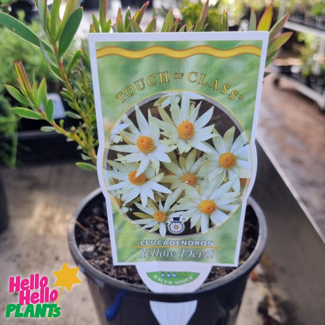 Leucadendron 'Yellow Devil' 6" Pot - Image 2