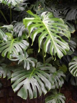 Monstera 'Fruit Salad Plant' features lush green leaves with distinctive holes and splits that densely cover its surface.