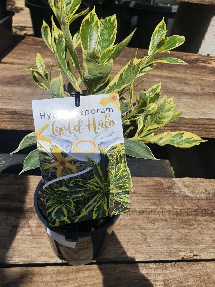 A Hymenosporum 'Gold Halo' Native Frangipani in a 6" pot is displayed on a wooden surface, soaking up sunlight.