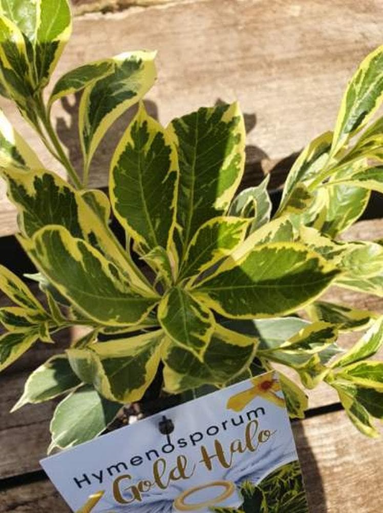 The Hymenosporum 'Gold Halo' Native Frangipani 6" Pot features green leaves edged in yellow, displayed in sunlight on a wooden surface.