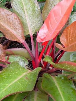 A close-up of a Philodendron 'Autumn' showcases its glossy green and reddish-pink leaves, some adorned with water droplets, as it grows in soil.