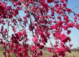 The Prunus 'Rose Charm' Flowering Peach in a 13" pot showcases vibrant pink blooms against a clear blue sky, standing at the standard height of 1.5m.