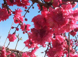 Prunus 'Rose Charm' Flowering Peach Standard 1.5m in a 13" pot features clusters of bright pink flowers and buds, adding elegant height and beauty to any landscape.