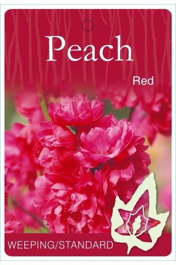 A plant tag displays clusters of bright pink-red peach blossoms labeled "Peach Red," with "Prunus 'Rose Charm' Flowering Peach Standard 1.5m 13" Pot" at the bottom.